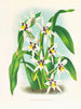 Odontoglossum maxillare - Jean Jules Linden — visning af kunstværket