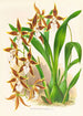 Odontoglossum nevadense - Jean Jules Linden — visning af kunstværket