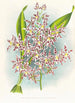 Odontoglossum odoratum var striatum - Jean Jules Linden — visning af kunstværket
