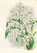 Odontoglossum ramosissimum - Jean Jules Linden — visning af kunstværket