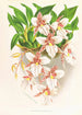 Odontoglossum rubescens - Jean Jules Linden — visning af kunstværket