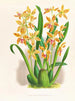 Odontoglossum schillerianus - Jean Jules Linden — visning af kunstværket