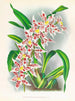 Odontoglossum schlesingerianum - Jean Jules Linden — visning af kunstværket