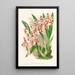 Odontoglossum wilckeanum albens - Jean Jules Linden — indrammet kunstværk på væggen