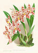 Odontoglossum wilckeanum albens - Jean Jules Linden — visning af kunstværket