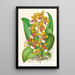 Oncidium Lannceanum - Jean Jules Linden — indrammet kunstværk på væggen