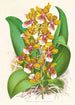 Oncidium Lannceanum - Jean Jules Linden — visning af kunstværket