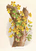 Oncidium Limminghei - Jean Jules Linden — visning af kunstværket