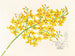 Oncidium aurosum - Jean Jules Linden — visning af kunstværket