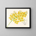 Oncidium aurosum - Jean Jules Linden — indrammet kunstværk på væggen