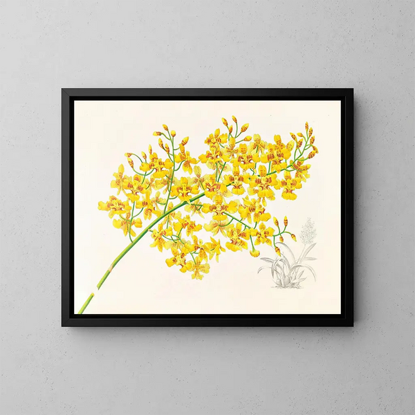 Oncidium aurosum - Jean Jules Linden — indrammet kunstværk på væggen