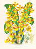 Sarcodes d'Oncidium - Jean Jules Linden — visning af kunstværket