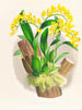 Oncidium warscewiczii - Jean Jules Linden — visning af kunstværket