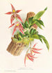 Paphinia Randi Paphinia Cristata - Jean Jules Linden — visning af kunstværket