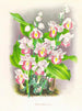 Phaius humbloti - Jean Jules Linden — visning af kunstværket