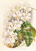 Phalaenopsis Stuartiana - Jean Jules Linden — visning af kunstværket