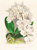 Belle Phalaenopsis - Jean Jules Linden — visning af kunstværket