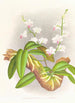 Phalaenopsis esmeralda var candidula - Jean Jules Linden — visning af kunstværket