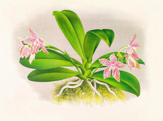 Phalaenopsis luddemanniana - Jean Jules Linden — visning af kunstværket
