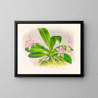 Phalaenopsis luddemanniana - Jean Jules Linden — indrammet kunstværk på væggen