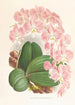Phalaenopsis sanderiana - Jean Jules Linden — visning af kunstværket