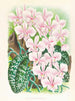 Phalaenopsis schilleriana - Jean Jules Linden — visning af kunstværket