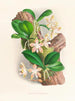 Phalaenopsis sumatrana - Jean Jules Linden — visning af kunstværket