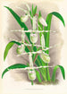 Selenipedium Reticulatum - Jean Jules Linden — visning af kunstværket