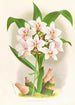 Spathoglottis Augustorum - Jean Jules Linden — visning af kunstværket