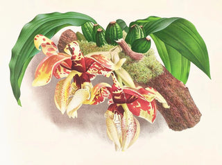 Jean Jules Linden - Stanhopea Tigrina.webp