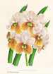 Vanda Sanderiana var Labello Viridi - Jean Jules Linden — visning af kunstværket