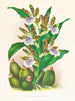 Zygopetalum mellemliggende - Jean Jules Linden — visning af kunstværket