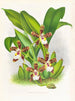 Zygopetalum jorisinum - Jean Jules Linden — visning af kunstværket