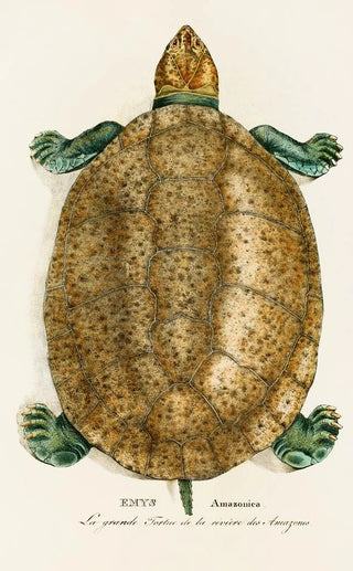Johann Baptist von Spix - Emys Amazonica.webp