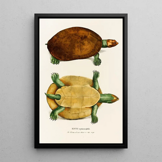 Johann Baptist von Spix - Emys Erythrocephala.webp
