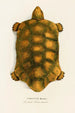 Testudo Hercules - Johann Baptist von Spix — visning af kunstværket