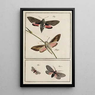 Johann Caspar Fuessli - Archives de lhistoire des insectes Pl02.webp