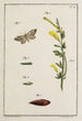 Archives de l'histoire des insectes Pl11 - Johann Caspar Füssli — visning af kunstværket