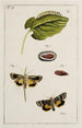 Archives de l'histoire des insectes Pl16 - Johann Caspar Füssli — visning af kunstværket