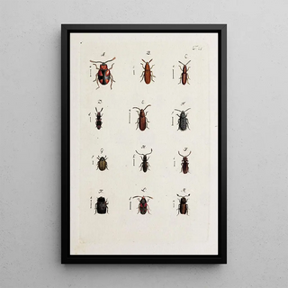 Johann Caspar Fuessli - Archives de lhistoire des insectes Pl22.webp