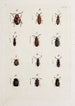 Archives de l'histoire des insectes Pl22 - Johann Caspar Füssli — visning af kunstværket
