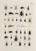 Archives de l'histoire des insectes Pl25 - Johann Caspar Füssli — visning af kunstværket
