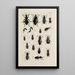 Archives de l'histoire des insectes Pl31 - Johann Caspar Füssli — indrammet kunstværk på væggen