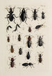 Archives de l'histoire des insectes Pl31 - Johann Caspar Füssli — visning af kunstværket