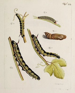 Johann Caspar Fuessli - Archives de lhistoire des insectes Pl35.webp