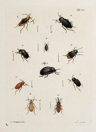 Johann Caspar Fuessli - Archives de lhistoire des insectes Pl39.webp