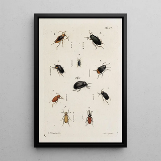 Johann Caspar Fuessli - Archives de lhistoire des insectes Pl39.webp