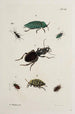 Archives de l'histoire des insectes Pl41 - Johann Caspar Füssli — visning af kunstværket