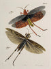 Archives de l'histoire des insectes Pl49 - Johann Caspar Füssli — visning af kunstværket