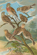 Acanthis cannabina Acanthis flavirostris - Johann Friedrich Naumann — visning af kunstværket